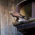 Turmfalke (Falco tinnunculus) Männchen an Nistkasten