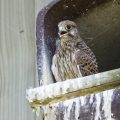Turmfalke (Falco tinnunculus) Jungvogel in Nistkasten