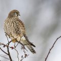 Turmfalke (Falco tinnunculus) Weibchen