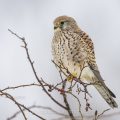 Turmfalke (Falco tinnunculus) Weibchen