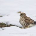 Turmfalke (Falco tinnunculus) Weibchen