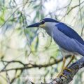 Nachtreiher (Nycticorax nycticorax)