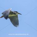 Nachtreiher (Nycticorax nycticorax)