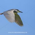 Nachtreiher (Nycticorax nycticorax)
