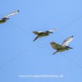 Nachtreiher (Nycticorax nycticorax)