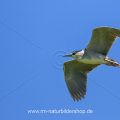 Nachtreiher (Nycticorax nycticorax)