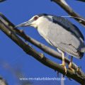 Nachtreiher (Nycticorax nycticorax)