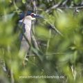 Nachtreiher (Nycticorax nycticorax)