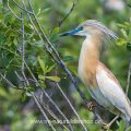 Rallenreiher (Ardeola ralloides)