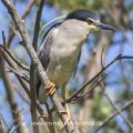 Nachtreiher (Nycticorax nycticorax)