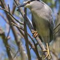 Nachtreiher (Nycticorax nycticorax)