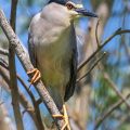Nachtreiher (Nycticorax nycticorax)