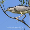 Nachtreiher (Nycticorax nycticorax)