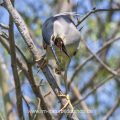 Nachtreiher (Nycticorax nycticorax) würgt Speiballen hervor