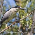 Nachtreiher (Nycticorax nycticorax)