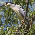 Nachtreiher (Nycticorax nycticorax)