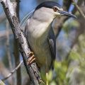 Nachtreiher (Nycticorax nycticorax)