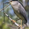 Nachtreiher (Nycticorax nycticorax)