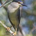 Nachtreiher (Nycticorax nycticorax)