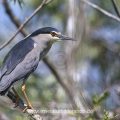 Nachtreiher (Nycticorax nycticorax)