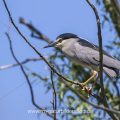 Nachtreiher (Nycticorax nycticorax)