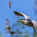 Nachtreiher (Nycticorax nycticorax)