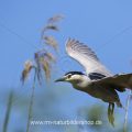 Nachtreiher (Nycticorax nycticorax)