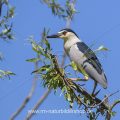 Nachtreiher (Nycticorax nycticorax)
