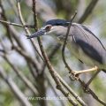 Nachtreiher (Nycticorax nycticorax)