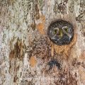 Sperlingskauz (Glaucidium passerinum) wirft Unrat aus der Höhle