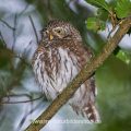 Sperlingskauz (Glaucidium passerinum)