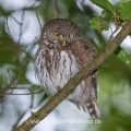 Sperlingskauz (Glaucidium passerinum)