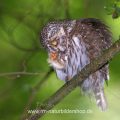 Sperlingskauz (Glaucidium passerinum) putzt sich