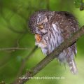Sperlingskauz (Glaucidium passerinum) putzt sich