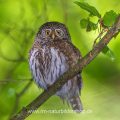 Sperlingskauz (Glaucidium passerinum)