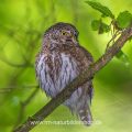 Sperlingskauz (Glaucidium passerinum)