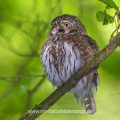 Sperlingskauz (Glaucidium passerinum)