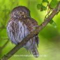 Sperlingskauz (Glaucidium passerinum)