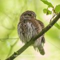 Sperlingskauz (Glaucidium passerinum)