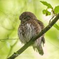 Sperlingskauz (Glaucidium passerinum)