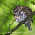 Sperlingskauz (Glaucidium passerinum)