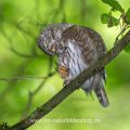 Sperlingskauz (Glaucidium passerinum)