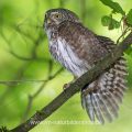 Sperlingskauz (Glaucidium passerinum)