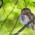 Sperlingskauz (Glaucidium passerinum)