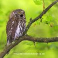Sperlingskauz (Glaucidium passerinum)