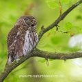 Sperlingskauz (Glaucidium passerinum)