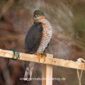 Sperber (Accipiter nisus) Männchen an der Winterfütterung