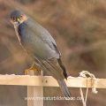 Sperber (Accipiter nisus) Männchen an der Winterfütterung