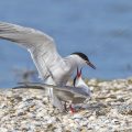 Flußseeschwalben (Sterna hirundo) beim Paarungsritual