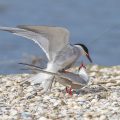 Flußseeschwalben (Sterna hirundo) beim Paarungsritual